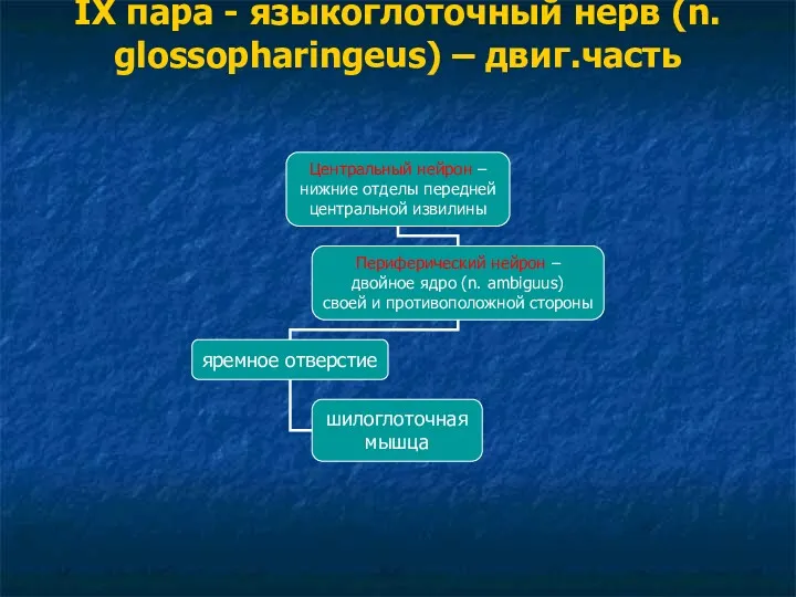 IX пара - языкоглоточный нерв (n. glossopharingeus) – двиг.часть
