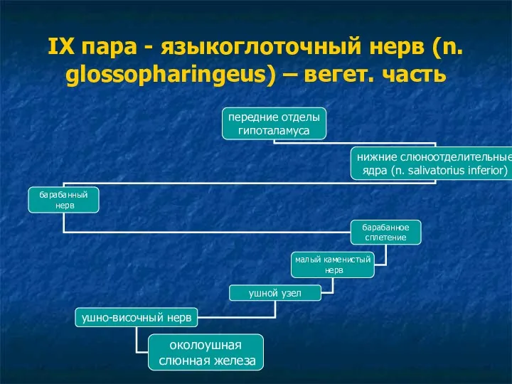 IX пара - языкоглоточный нерв (n. glossopharingeus) – вегет. часть