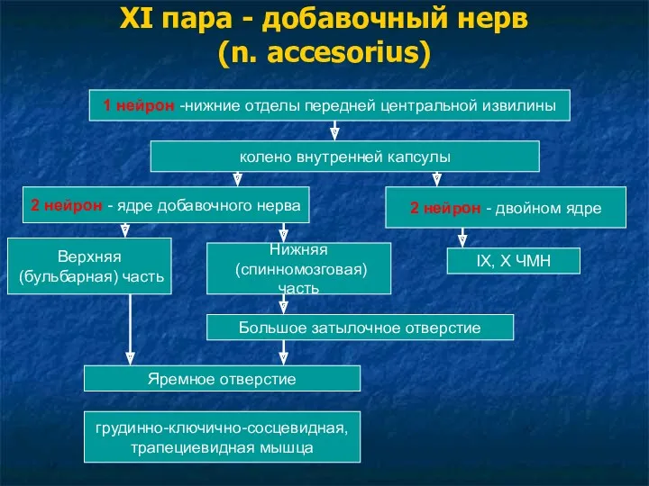 XI пара - добавочный нерв (n. accesorius) 1 нейрон -нижние