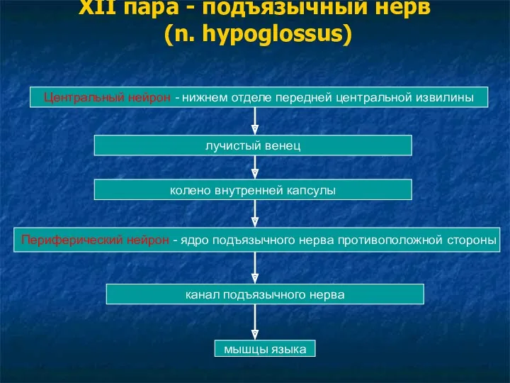 XII пара - подъязычный нерв (n. hypoglossus) Центральный нейрон -