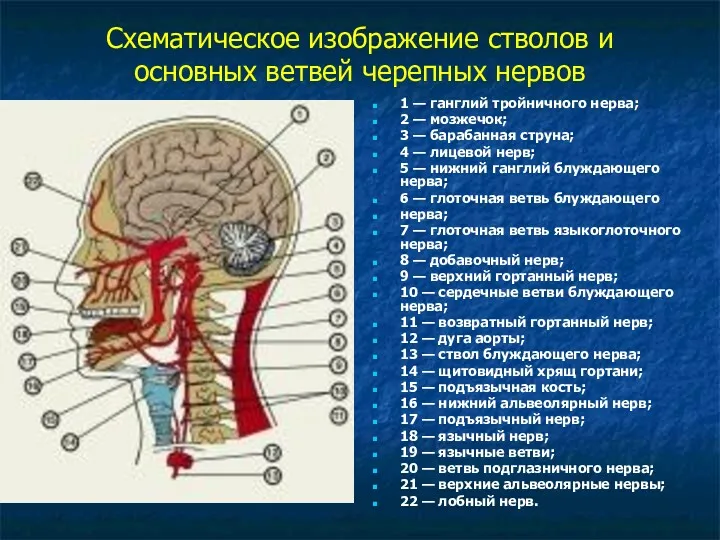Схематическое изображение стволов и основных ветвей черепных нервов 1 —