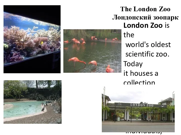 The London Zoo Лондонский зоопарк London Zoo is the world's
