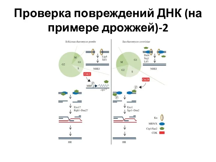 Проверка повреждений ДНК (на примере дрожжей)-2