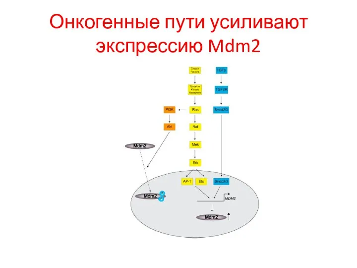 Онкогенные пути усиливают экспрессию Mdm2