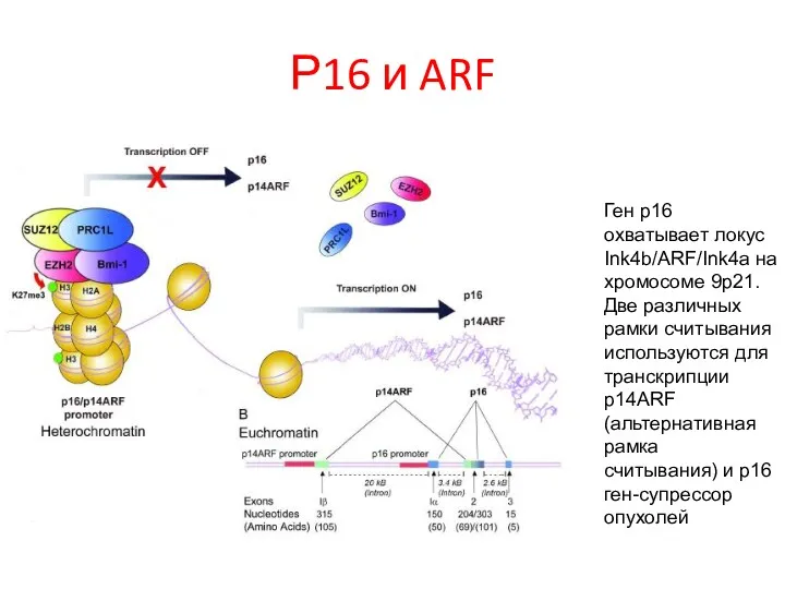 Р16 и ARF Ген p16 охватывает локус Ink4b/ARF/Ink4a на хромосоме 9p21. Две различных