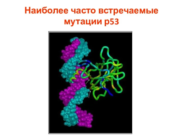 Наиболее часто встречаемые мутации р53