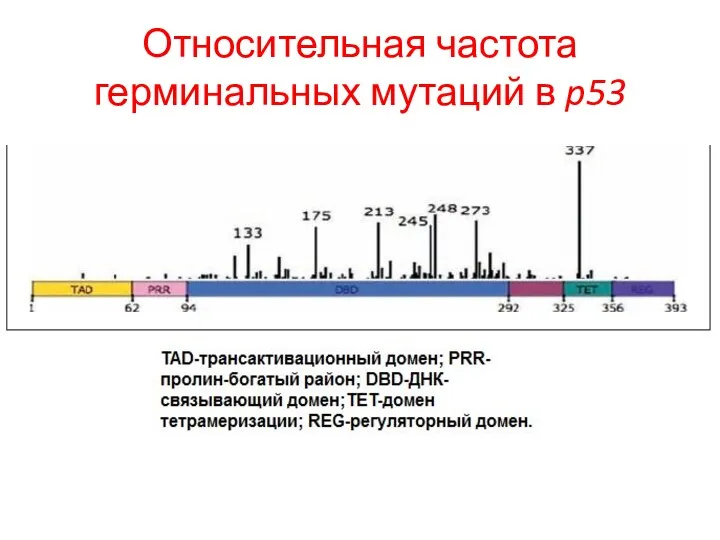 Относительная частота герминальных мутаций в p53