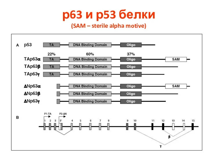 р63 и р53 белки (SAM – sterile alpha motive)