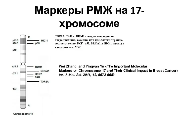 Маркеры РМЖ на 17-хромосоме Wei Zhang and Yingyan Yu «The Important Molecular Markers