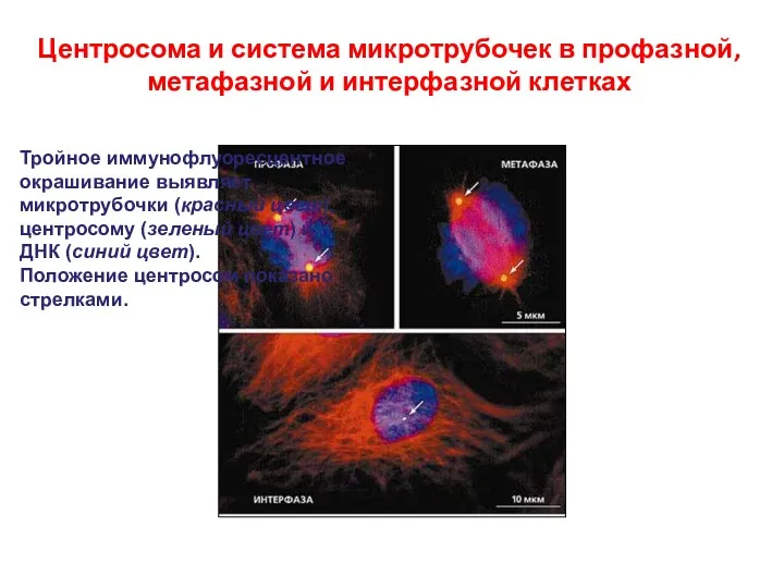 Центросома и система микротрубочек в профазной, метафазной и интерфазной клетках Тройное иммунофлуоресцентное окрашивание
