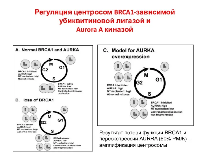 Регуляция центросом BRCA1-зависимой убиквитиновой лигазой и Aurora A киназой Результат