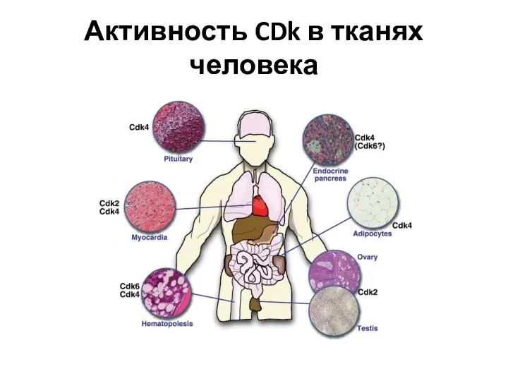 Активность CDk в тканях человека