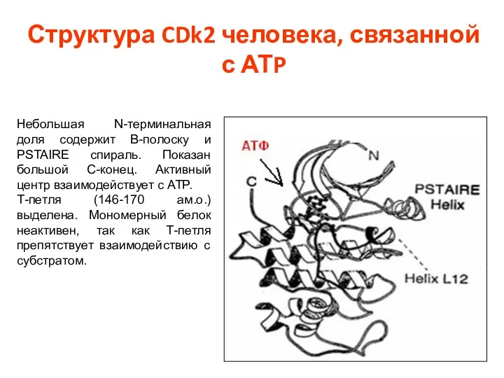 Структура CDk2 человека, связанной с АТP Небольшая N-терминальная доля содержит В-полоску и PSTAIRE