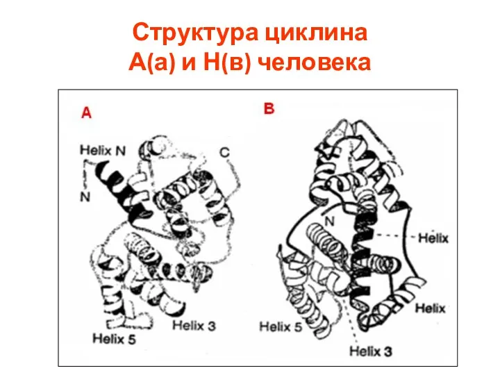 Структура циклина А(а) и Н(в) человека