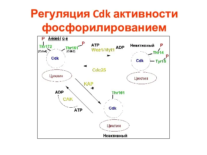 Регуляция Cdk активности фосфорилированием