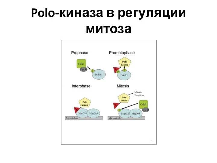 Polo-киназа в регуляции митоза
