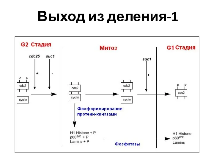 Выход из деления-1