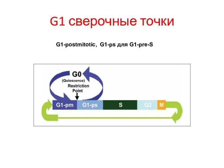 G1 сверочные точки G1-postmitotic, G1-ps для G1-pre-S