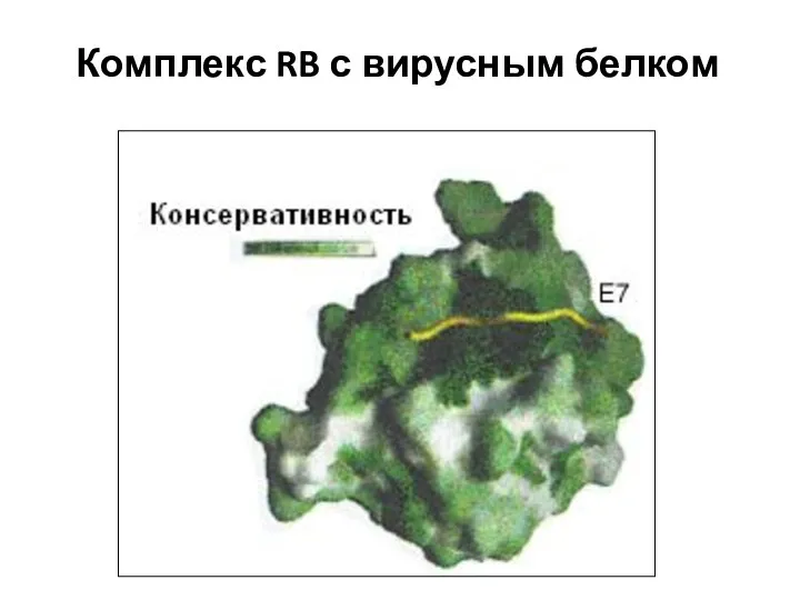 Комплекс RB с вирусным белком
