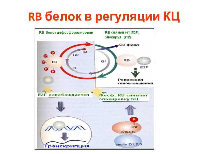 RB белок в регуляции КЦ