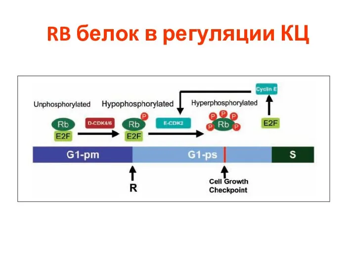RB белок в регуляции КЦ