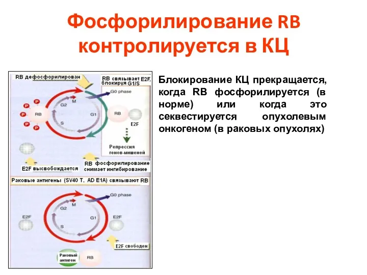 Фосфорилирование RB контролируется в КЦ Блокирование КЦ прекращается, когда RB фосфорилируется (в норме)
