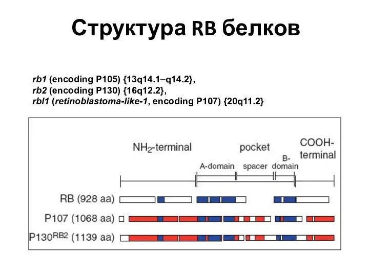 Структура RB белков rb1 (encoding P105) {13q14.1–q14.2}, rb2 (encoding P130) {16q12.2}, rbl1 (retinoblastoma-like-1, encoding P107) {20q11.2}