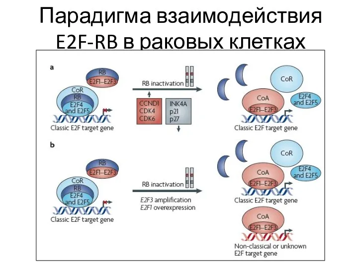 Парадигма взаимодействия E2F-RB в раковых клетках