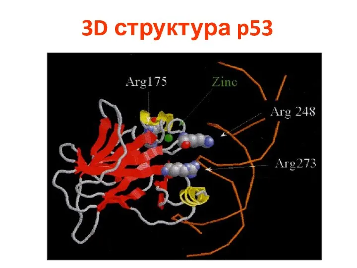 3D структура p53