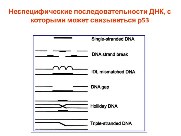 Неспецифические последовательности ДНК, с которыми может связываться р53