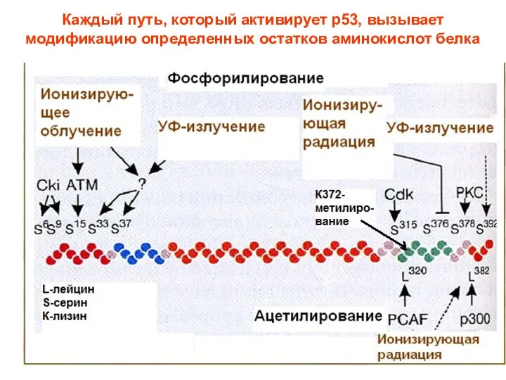 Каждый путь, который активирует р53, вызывает модификацию определенных остатков аминокислот белка