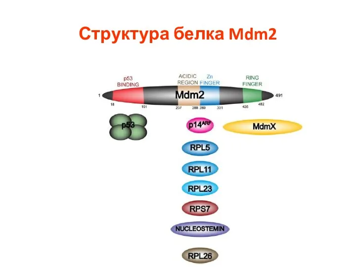 Структура белка Mdm2