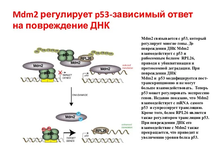 Mdm2 регулирует p53-зависимый ответ на повреждение ДНК Mdm2 связывается с p53, который регулирует