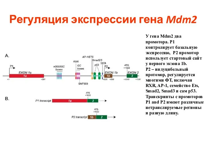 Регуляция экспрессии гена Mdm2 У гена Mdm2 два промотора. P1 контролирует базальную экспрессию,