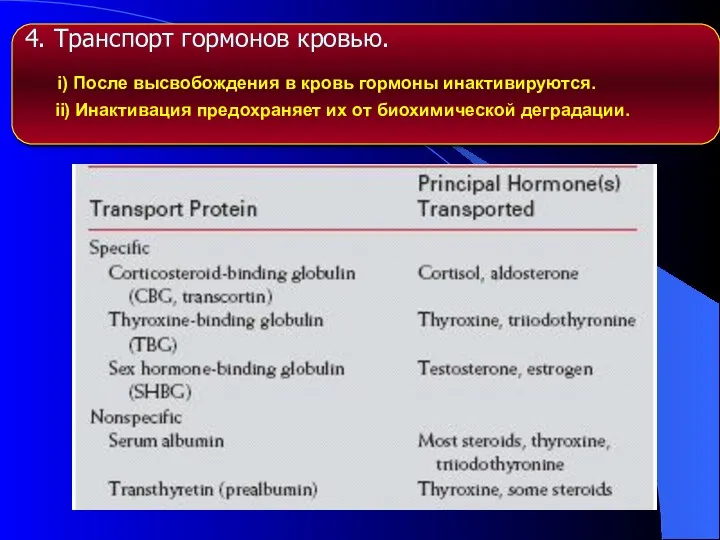 4. Транспорт гормонов кровью. i) После высвобождения в кровь гормоны