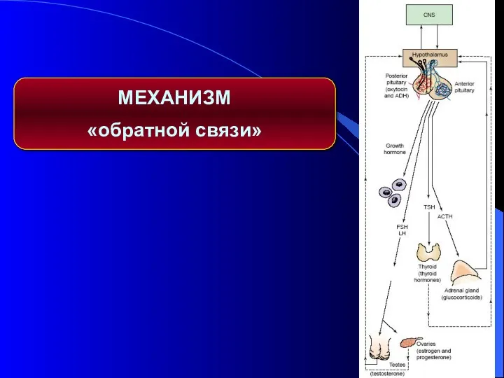 МЕХАНИЗМ «обратной связи»