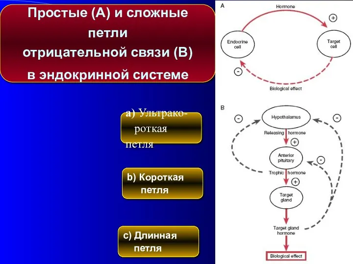 Простые (A) и сложные петли отрицательной связи (B) в эндокринной системе a) Ультрако-