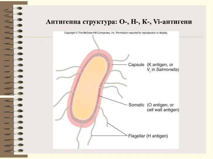 Антигенна структура: О-, Н-, К-, Vi-антигени