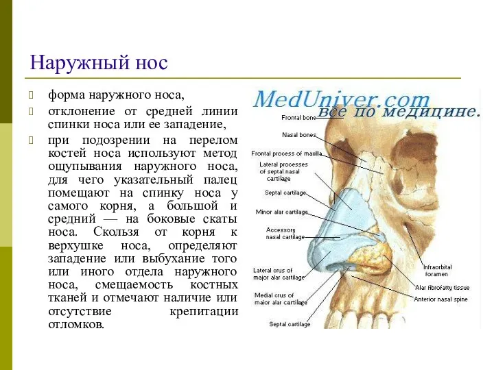 Наружный нос форма наружного носа, отклонение от средней линии спинки