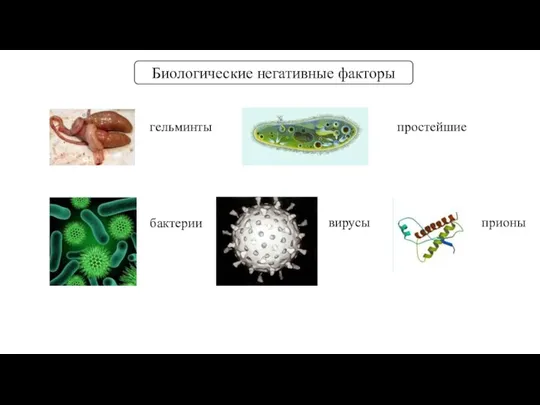 Биологические негативные факторы гельминты простейшие бактерии вирусы прионы