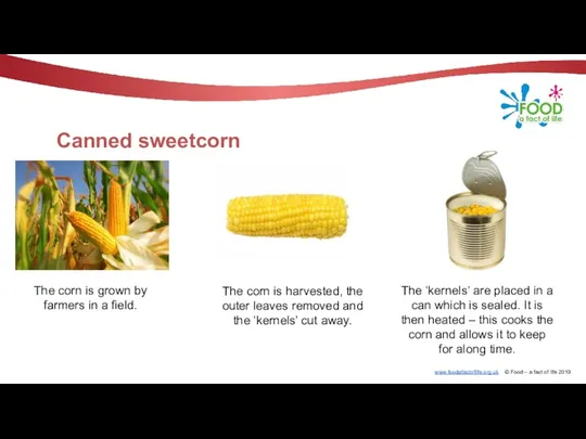 Canned sweetcorn The corn is grown by farmers in a