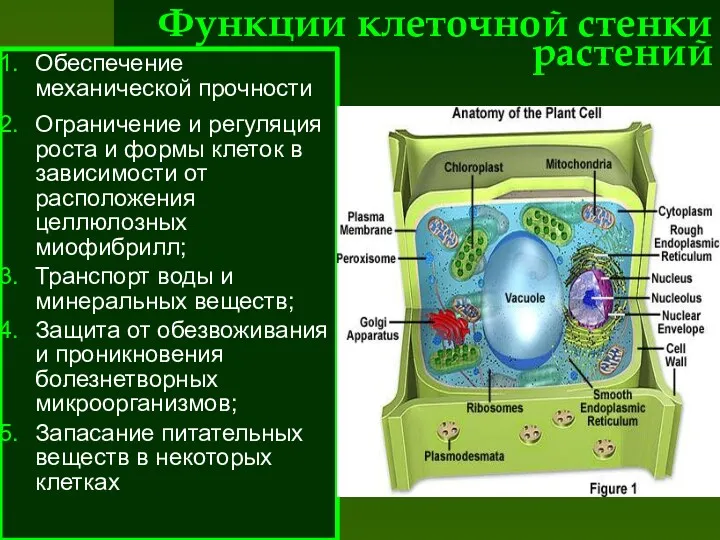 Функции клеточной стенки растений Обеспечение механической прочности Ограничение и регуляция роста и формы
