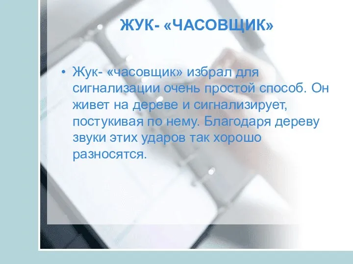 ЖУК- «ЧАСОВЩИК» Жук- «часовщик» избрал для сигнализации очень простой способ.