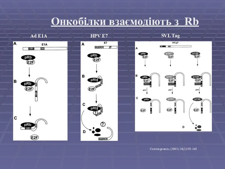 Онкобілки взаємодіють з Rb Ad E1A HPV E7 SVL Tag Carcinogenesis, (2003) 24(2)159-169