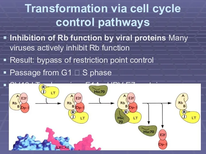 Transformation via cell cycle control pathways Inhibition of Rb function