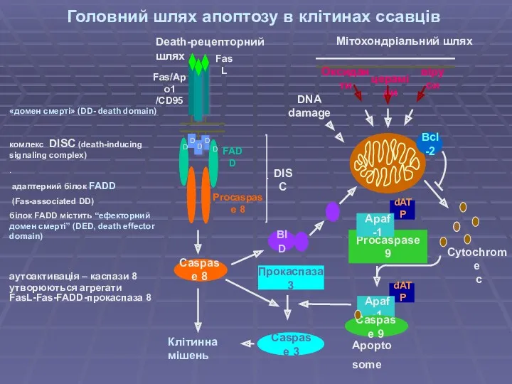 Головний шлях апоптозу в клітинах ссавців «домен смерті» (DD- death