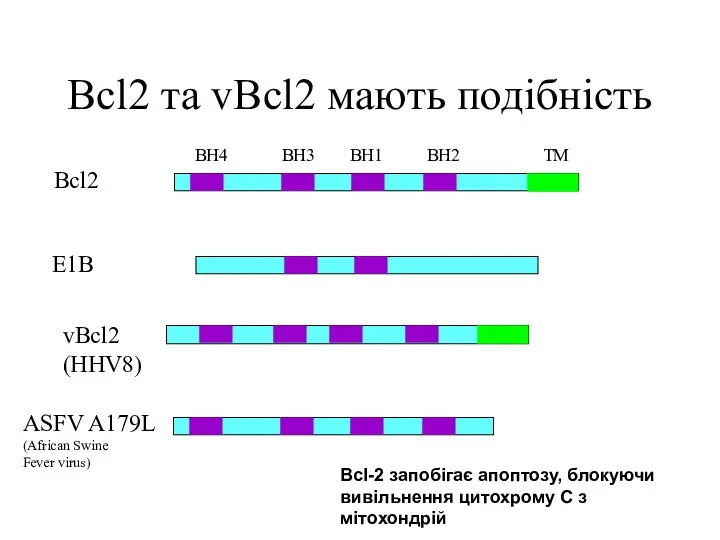 Bcl2 та vBcl2 мають подібність Bcl2 E1B vBcl2 (HHV8) ASFV