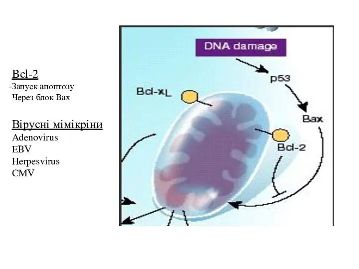 Bcl-2 Запуск апоптозу Через блок Bax Вірусні мімікріни Adenovirus EBV Herpesvirus CMV