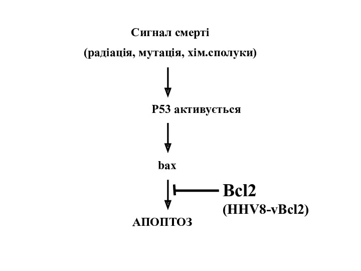Сигнал смерті (радіація, мутація, хім.сполуки) P53 активується bax АПОПТОЗ Bcl2 (HHV8-vBcl2)
