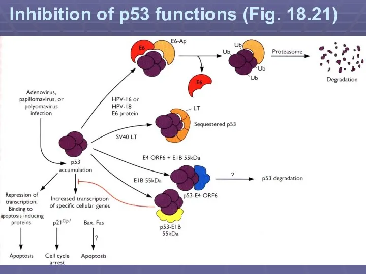 Inhibition of p53 functions (Fig. 18.21)